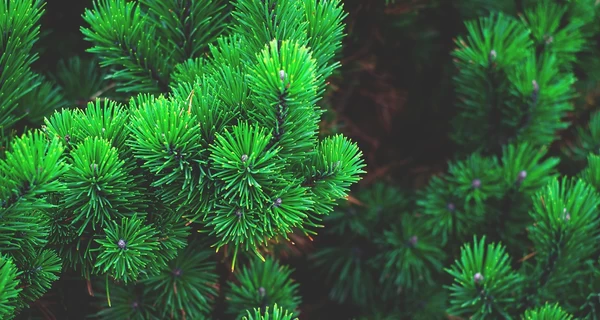 В Украине началась официальная продажа новогодних елок - цены от 210 грн