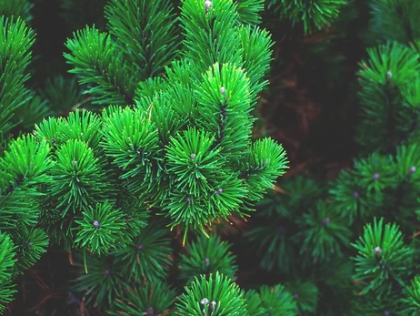 В Україні розпочався офіційний продаж різдвяних ялинок - ціни від 210 грн