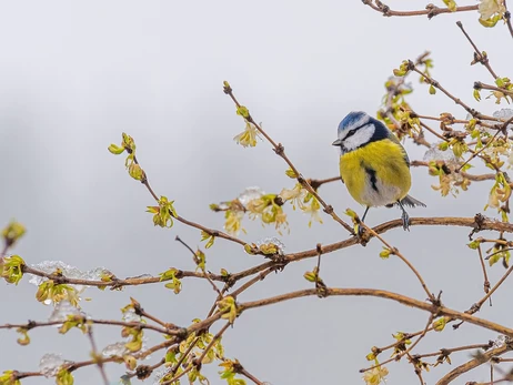 Погода в Україні 4 грудня: через вплив антициклону буде відносно тепло
