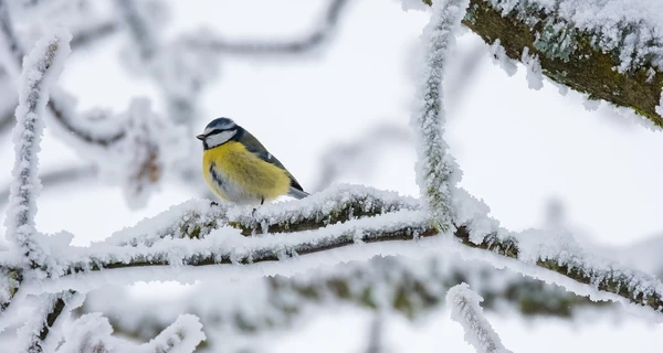 9 декабря – День праведной Анны, какой сегодня праздник, что нельзя делать, традиции и приметы этого дня