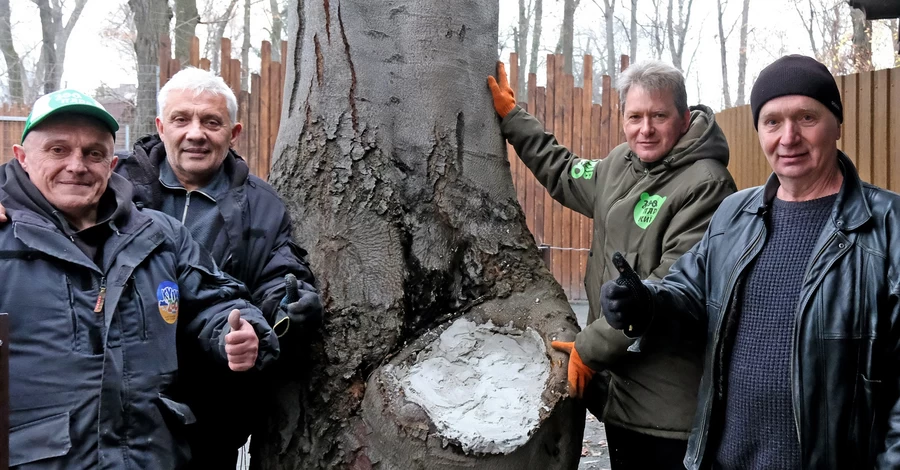 В Киевском зоопарке спасли столетний бук