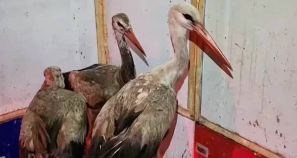 В Киевской области волонтеры спасли 9 аистов, которые застряли на свалке