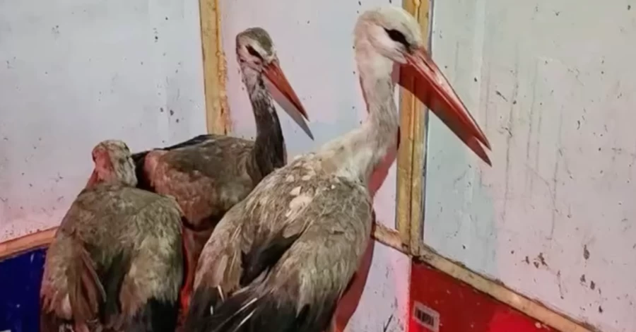 На Київщині волонтери врятували 9 лелек, що застрягли на сміттєзвалищі