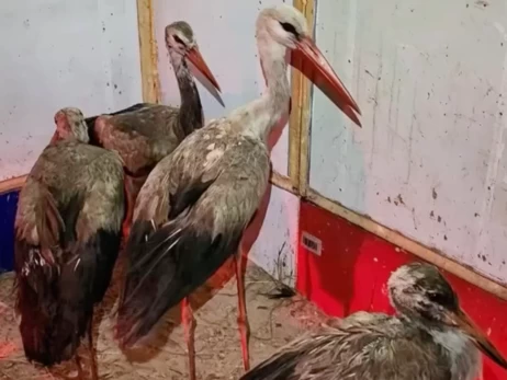 В Киевской области волонтеры спасли 9 аистов, которые застряли на свалке