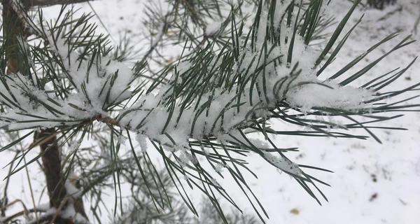 В Украину идет похолодание до 7 градусов мороза - прогноз погоды на 11 декабря