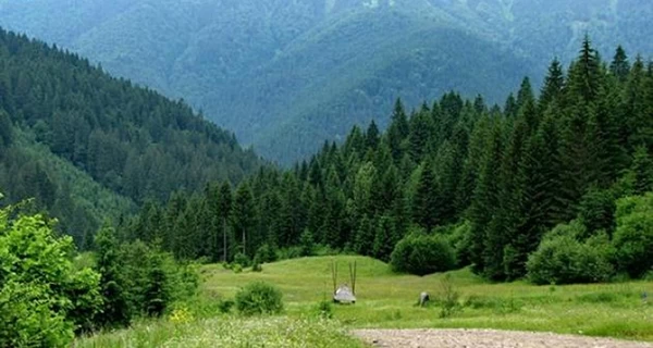 Общественность обратилась к послам Канады, Латвии и Финляндии из-за коррупции в ГП «Леса Украины»