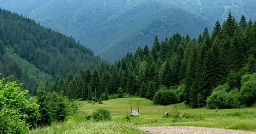 Общественность обратилась к послам Канады, Латвии и Финляндии из-за коррупции в ГП «Леса Украины»