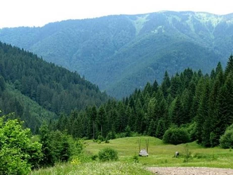 Громадськість звернулася до Послів Канади, Латвії та Фінляндії через корупцію в ДП «Ліси України»