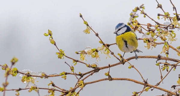 15 декабря - какой сегодня праздник, что нельзя делать, церковный праздник, традиции и приметы, все об этом дне