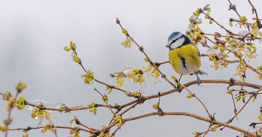 15 декабря - какой сегодня праздник, что нельзя делать, церковный праздник, традиции и приметы, все об этом дне