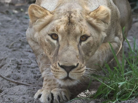 У Південній Африці раптово померла левиця Василина, врятована з Харківщини