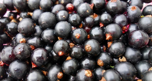 Эксперты назвали черную смородину главным вкусом 2026 года