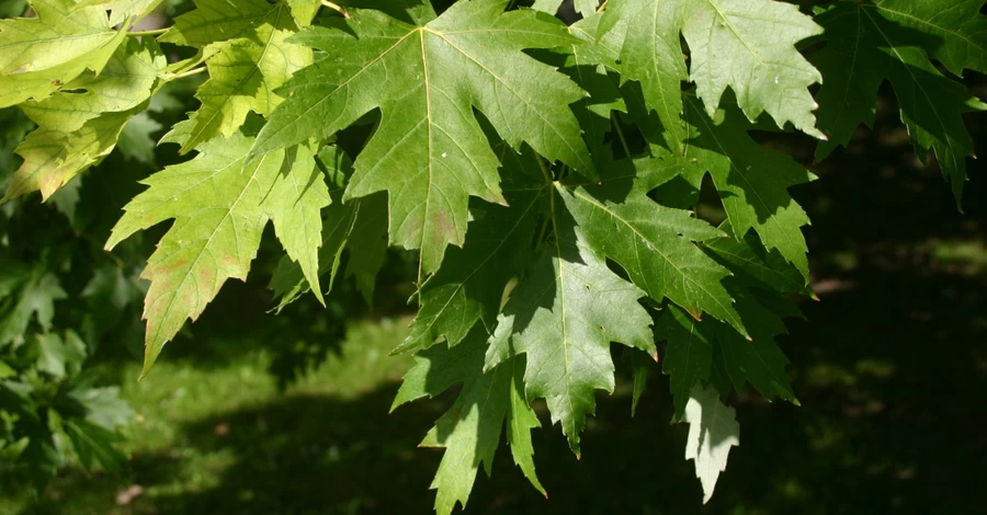 На Харківщині клен вбив жінку, яка стояла на сторожі, поки її чоловік пиляв сосну