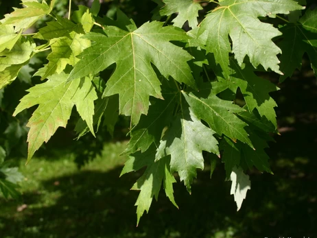 На Харківщині клен вбив жінку, яка стояла на сторожі, поки її чоловік пиляв сосну