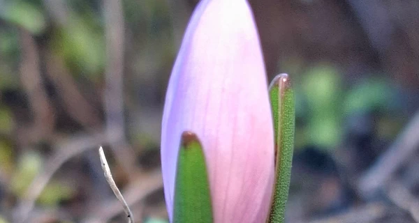 В Одесской области посреди декабря расцвела краснокнижная «брандушка»