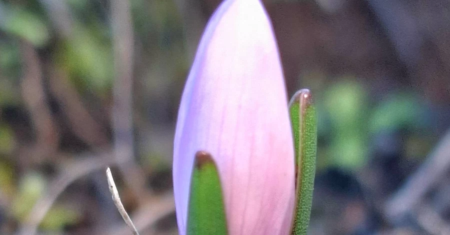 На Одещині посеред грудня розквітла червонокнижна «брандушка»