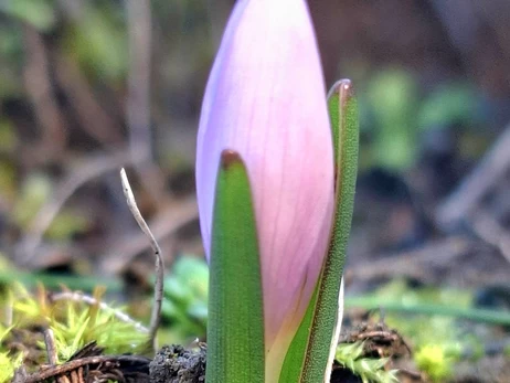 На Одещині посеред грудня розквітла червонокнижна «брандушка»