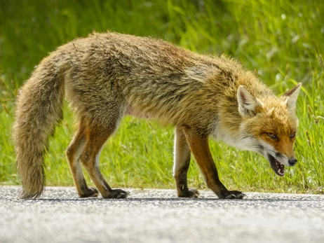 Война, дикая природа и бешенство: Украина на грани зоонозной катастрофы