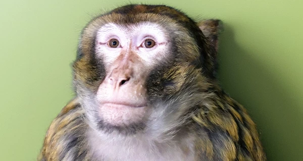 Киевский зоопарк приютил макаку, которая сбежала от хозяев и бродила по улицам Гостомеля