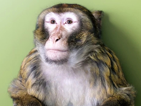 Київський зоопарк прихистив макаку, яка втекла від господарів і бігала вулицями Гостомеля