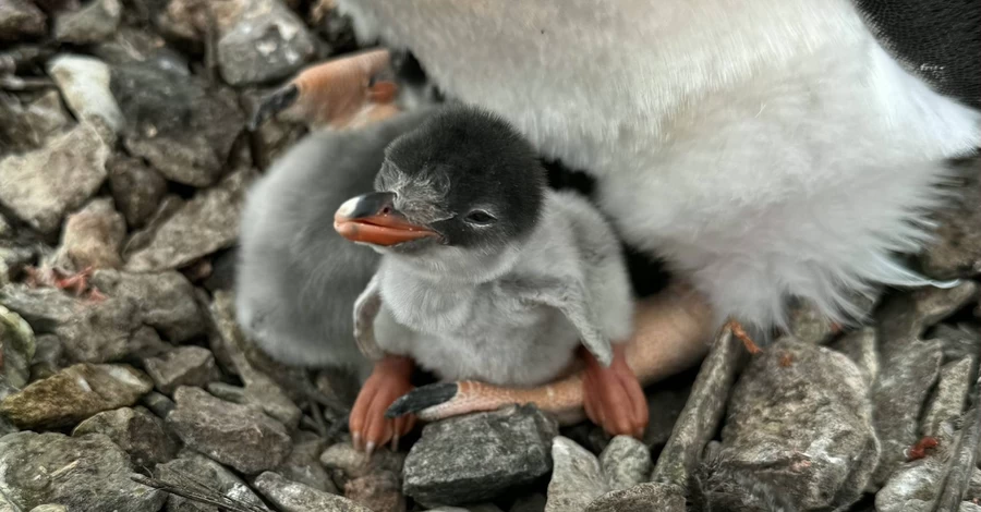 Полярники показали пінгвінят, які підростають біля 