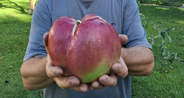 В реестр рекордов Украины внесли килограммовое яблоко