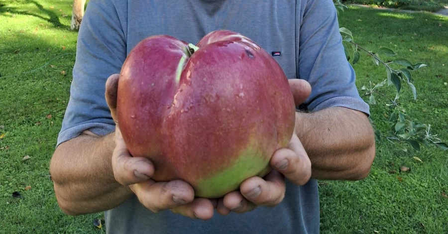 До реєстру рекордів України внесли кілограмове яблуко