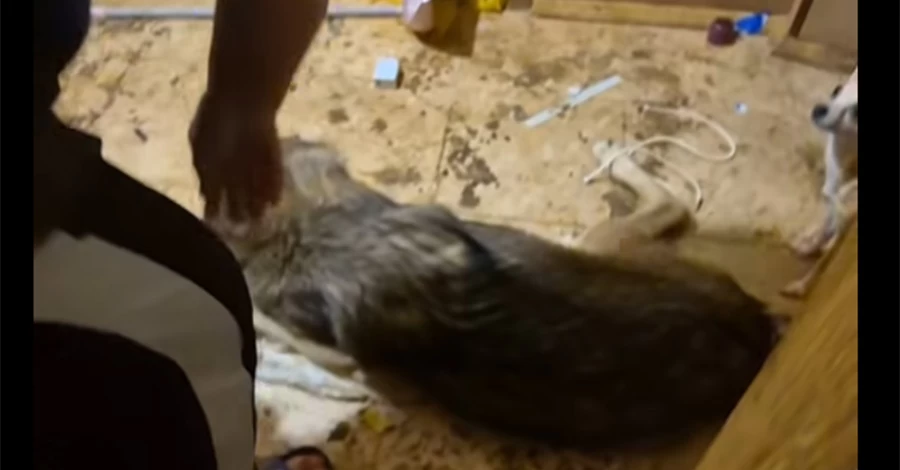 В Киеве женщина держала в квартире волка - дикое животное жило в условиях антисанитарии