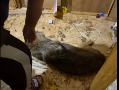 В Киеве женщина держала в квартире волка - дикое животное жило в условиях антисанитарии