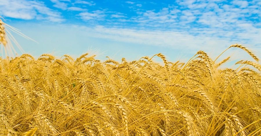 Окружение Миндича поставляло украинское зерно в Иран через Одессу и Турцию, — Порошенко