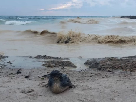 На одеських пляжах помітили нафтові плями та загиблих птахів - розпочато розслідування