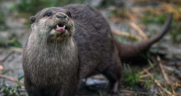 В Одесской области в заповеднике 