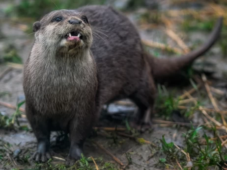В Одесской области в заповеднике 