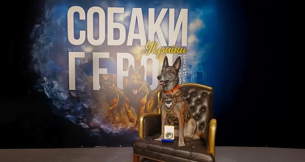 Бельгійська вівчарка Спаркі: собака-герой України, що повернула з небуття 200 загиблих