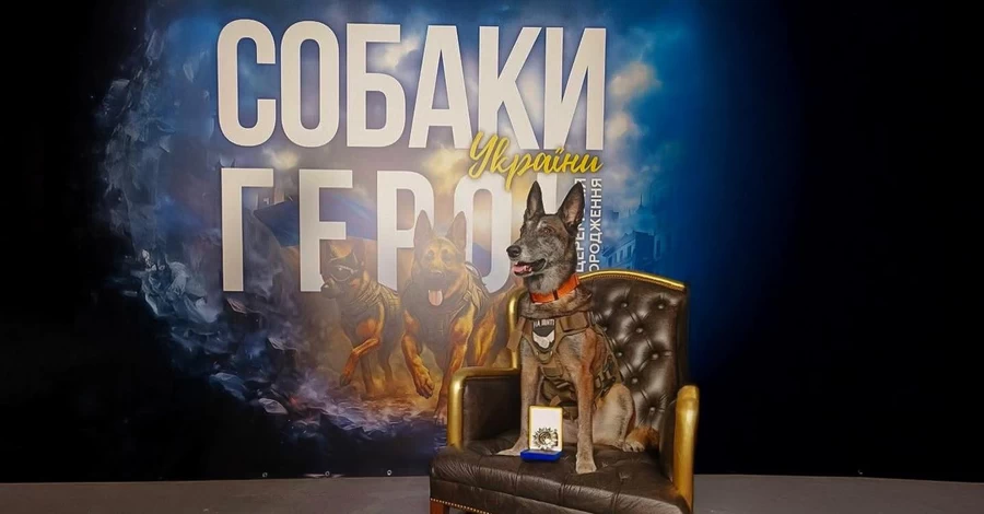 Бельгийская овчарка Спарки: собака-герой Украины, вернувшая из небытия 200 погибших