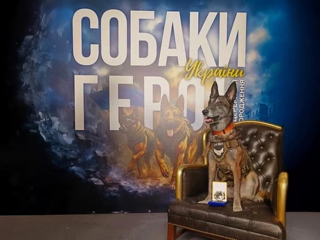 Бельгийская овчарка Спарки: собака-герой Украины, вернувшая из небытия 200 погибших
