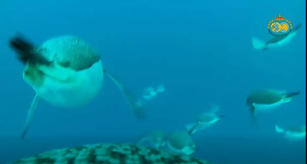 Украинские полярники показали подводное видео со спины пингвина