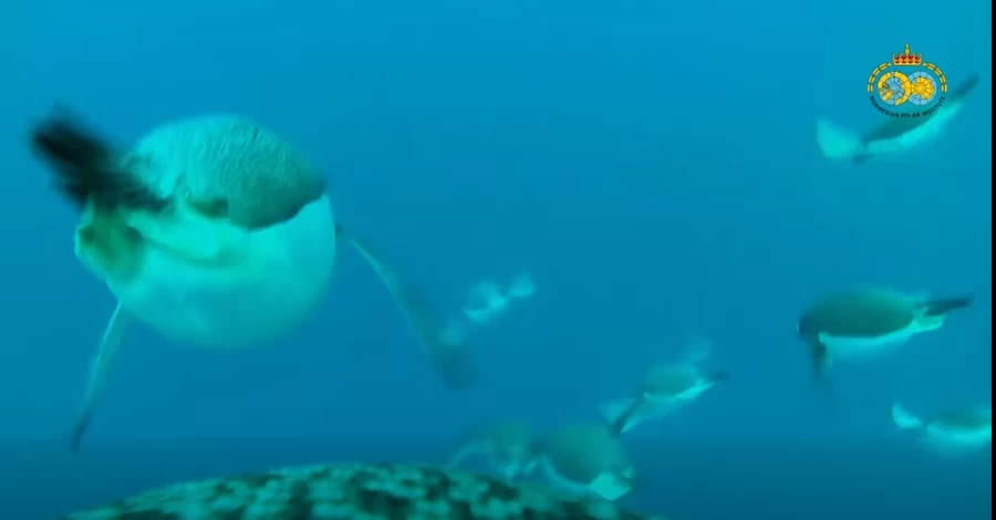 Украинские полярники показали подводное видео со спины пингвина