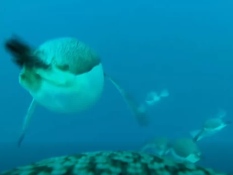 Українські полярники показали підводне відео зі спини пінгвіна