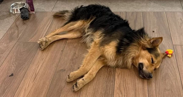 Як пес-мандрівник, який проїхав увесь Київ на громадському транспорті, потрапив у надійні руки