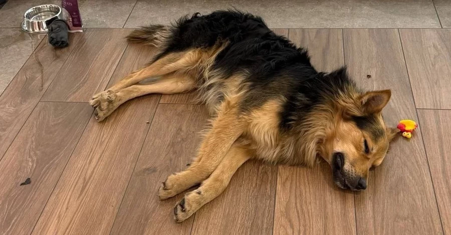 Як пес-мандрівник, який проїхав увесь Київ на громадському транспорті, потрапив у надійні руки