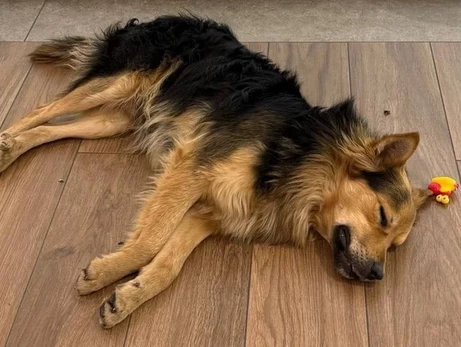 Як пес-мандрівник, який проїхав увесь Київ на громадському транспорті, потрапив у надійні руки