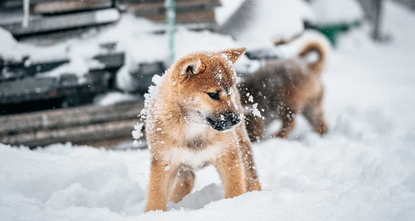 4 января – какой сегодня церковный праздник, кто празднует именины, приметы, что нельзя делать