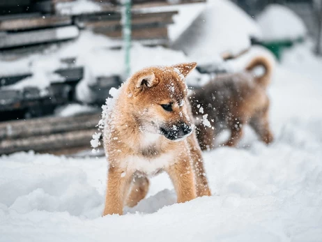4 січня - яке сьогодні церковне свято, хто святкує іменини, прикмети, що не можна робити