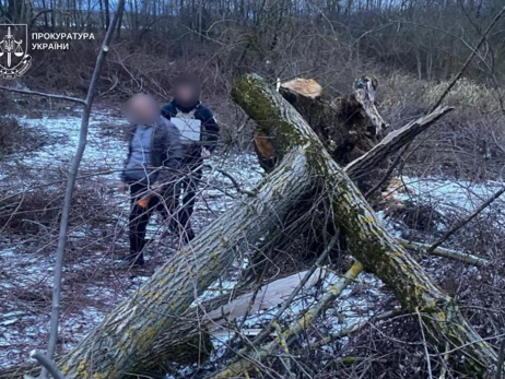 В Закарпатье погибла 8-летняя девочка, на которую упало дерево