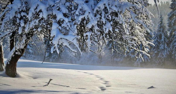 Синоптик Диденко предупредила о сложных погодных условиях 8 января - налипание мокрого снега и гололедица