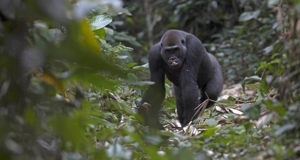 Редкое событие в мире природы: в Конго горная горилла родила близнецов