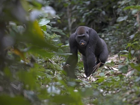 Редкое событие в мире природы: в Конго горная горилла родила близнецов