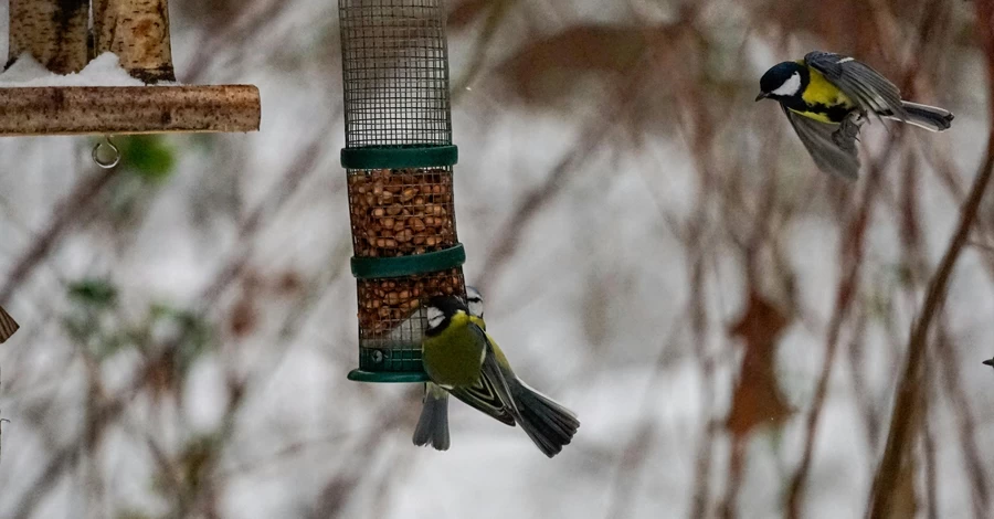 Чим підгодовувати птахів взимку: збираємо годівничку