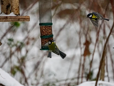 Чим підгодовувати птахів взимку: збираємо годівничку